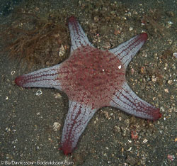 BD-090926-Lembeh-9264241-Pentaceraster-cumingi-(Gray.-1840)-[Knobby-star].jpg
